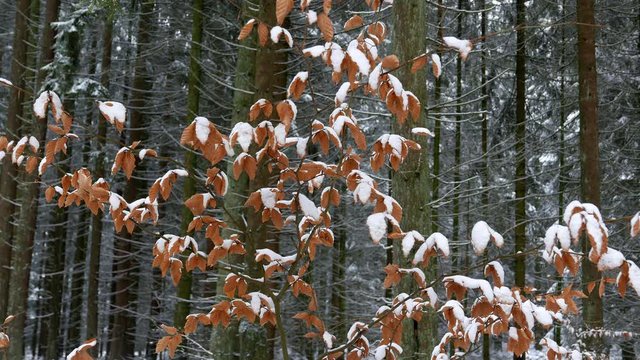 Snow covered beech leaves in winter forest, Serrig, Saar Valley, Rhineland-Palatinate, Germany, Europe