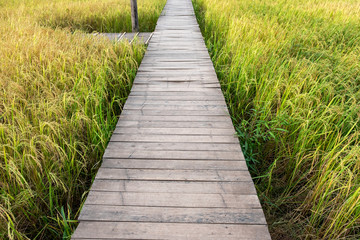 Wooden bridge on rice field in countryside