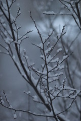 Fototapeta na wymiar Dark winter branches сovered with white snowflakes
