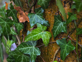 Luxemburg's magical ivy