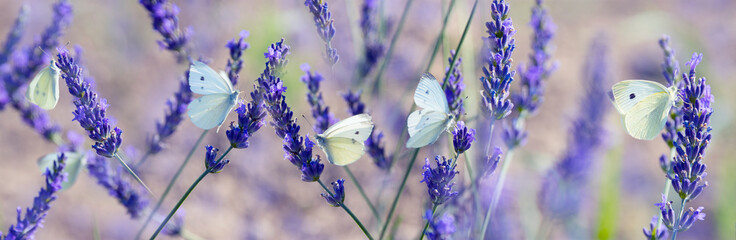 white butterfly on lavender flowers macro photo - obrazy, fototapety, plakaty