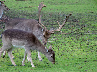 Deer grasing 