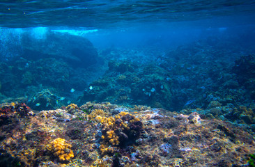Fishes and corals in tropical seashore underwater photo. Marine diversity. Warm sea nature. Coral diverse sea bottom