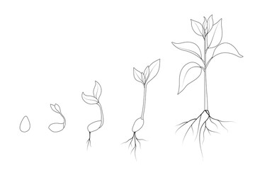 Evolution from seed to sapling. Kidney bean plant growth phases