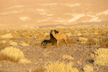 Fototapeta premium Llamas in the Atacama Desert grandfather and grandson