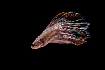 Siamese fighting fish colorful fish on a black background, Halfmoon Betta.