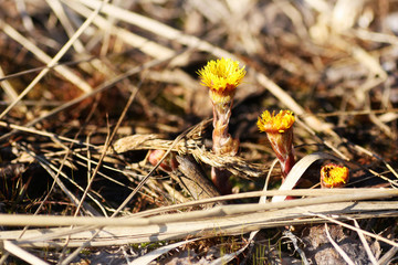 Flowers coltsfoot.