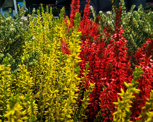 Colorful Flowers in the Garden
