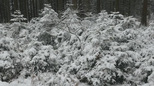 Snow covered forest in winter, Serrig, Saar Valley, Rhineland-Palatinate, Germany, Europe