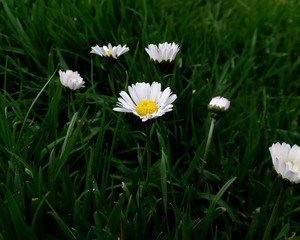 Daisy in Green Grass