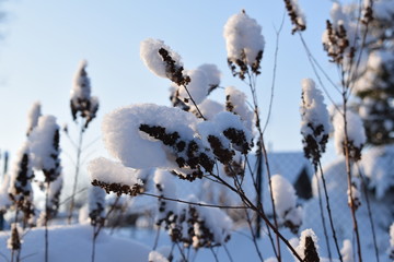 the grass under the snow