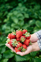 Woman hands holding freshly picked strawberries in garden, copy space. Handful of ripe red strawberry on green leaves background. Healthy food concept