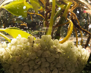 Fish Tank with Stones and Plants