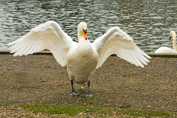 An elegant white mute swan beating its wings and flapping its feathers after emerging from swimming on the river