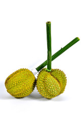 Long stem or kan yao durian Thai name king of fruits, tropical fruit on white background