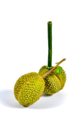 Long stem or kan yao durian Thai name king of fruits, tropical fruit on white background