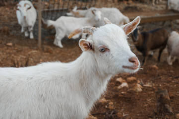 White goats in the farm, portrait of the goat, farm animals.