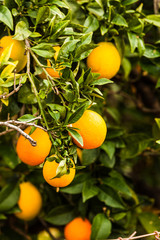 Green tree with raw growing oranges