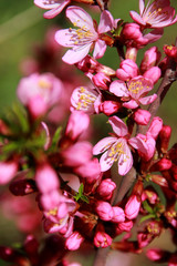 pink flowers of almonds