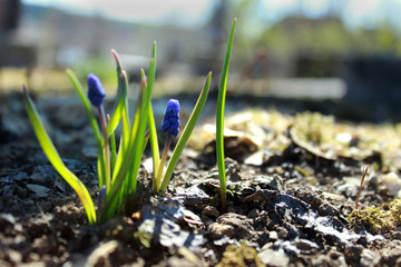 the first spring flowers on earth without grass
