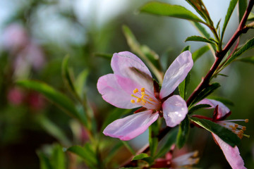 Fototapeta na wymiar pink flowers of almonds