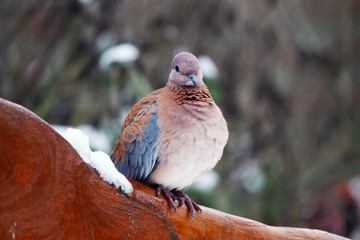 Palmtortel pigeon- Spilopelia senegalensis, the food of the palm root consists mainly of seeds
