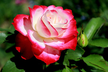 red and white rose on a background of green leaves
