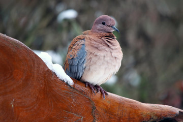 Palmtortel pigeon (Spilopelia senegalensis) comes from Africa south of the Sahara, and from the Middle East from India and China, but sometimes they fly over to Europe. In addition, they now also occu