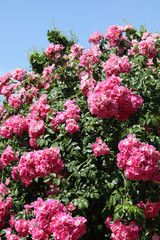 Fototapeta premium ピンクのバラ 薔薇の花 ばら 薔薇 バラ