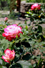 red and white rose on a background of green leaves