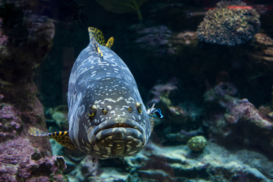 Giant malabar grouper fish