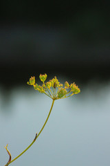 Yellow flower on green background