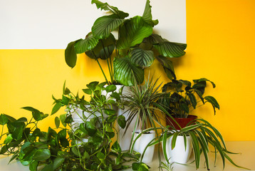 Imaginative plant composition indoors