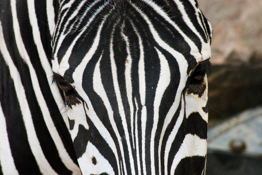 Close-up of the head of a zebra