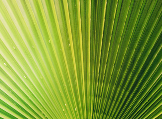 Fototapeta premium Palm