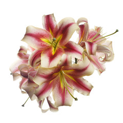 Bouquet of colorful lily flowers isolated on white background.