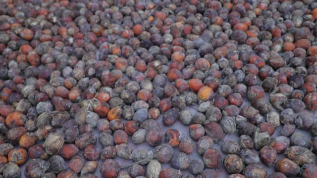 Sundrying Arecanut, most of the Arecanuts are rotten due to heavy rainfall.
Both closeup and wide view of the drying plave is available.