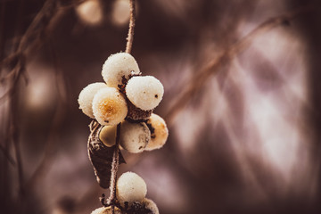 withered delicate fruit in the garden on a cold frosty day while falling white snow