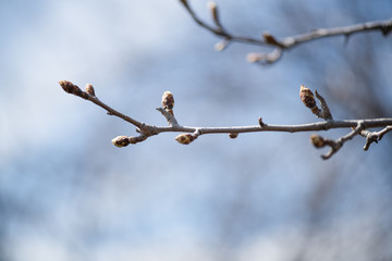 Young buds on a branch of a fruit tree pear in early spring close-up. Horizontal photography