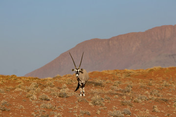 Oryx Antilope in der Kalahari Wüste