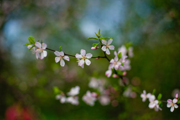 Cherry blossoms in the spring garden