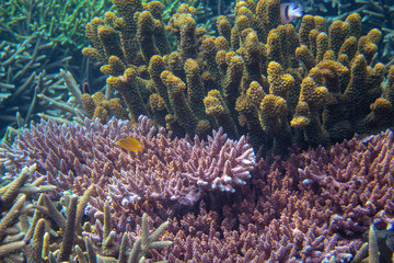 Fototapeta na wymiar Yellow fish in pink coral.Tropical seashore underwater photo. Coral reef animal. Warm sea shore nature.