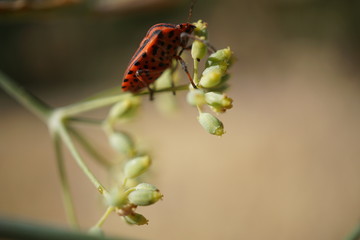 mariquita