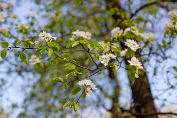 branch of a tree with white flowers