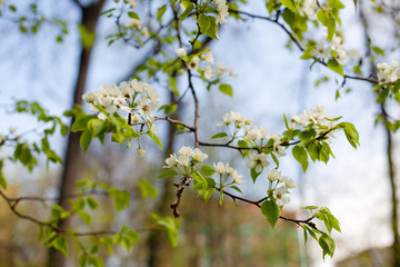 branch of apple tree in spring