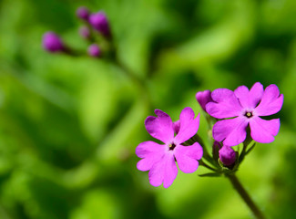 Fototapeta premium Japanese primrose (Primula sieboldii). also known as Asiatic primrose and Cortusoides primula close up.First spring flowers.Springtime concept.Selective focus.
