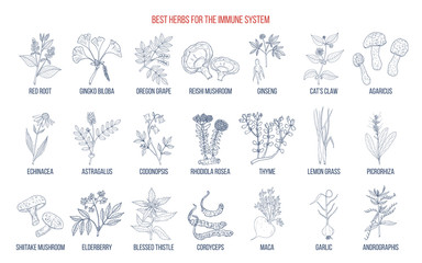 Best medicinal herbs for the immune system