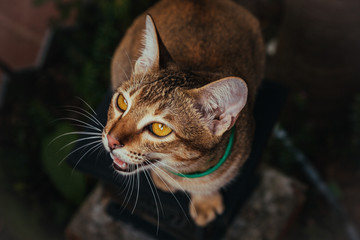 striped red cat in the garden