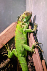 The lonely green iguana with the wooden stick living in his room. 