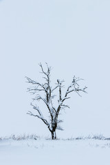 Dead tree covered by snow in winter season. Landscape during snowing